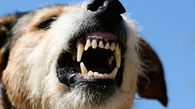 Dangerous dogs can lead to dog bite and other injuries