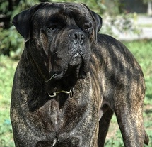 bullmastiff