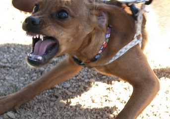 Have you Suffered an Animal Attack in Somerset County?
