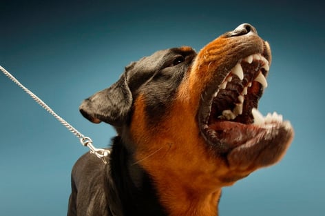 World Rabies Day Raises Awareness for New Jersey Animal Attacks