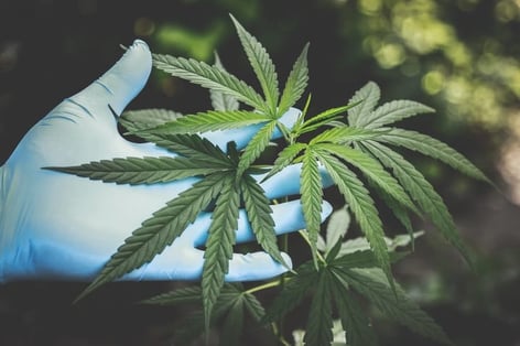 Medical Marijuana at Work: What Are Your Rights?