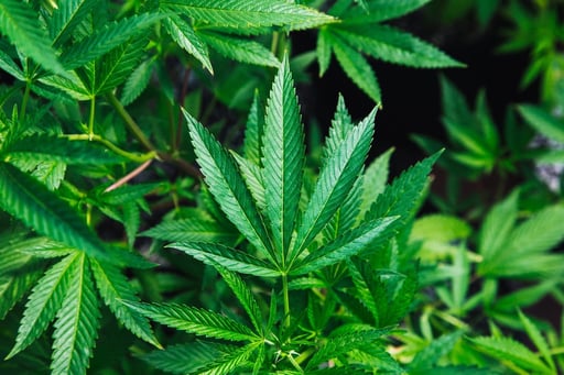 Medical Marijuana Case Allowed to Proceed Under NJLAD