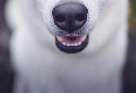 My Child Was Injured by a Neighbor’s Dog—Now What?