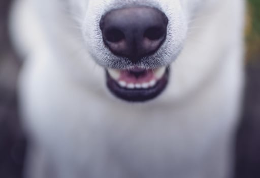 My Child Was Injured by a Neighbor’s Dog—Now What?