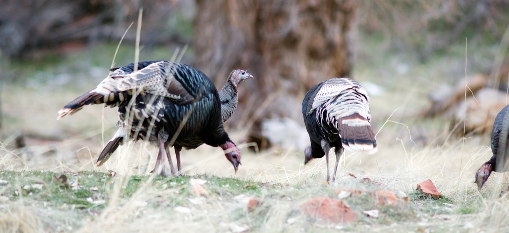 wild turkeys