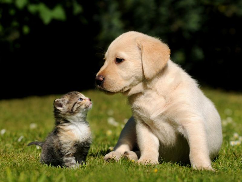 puppy and kitten