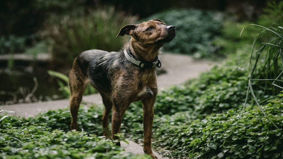 dog in forest